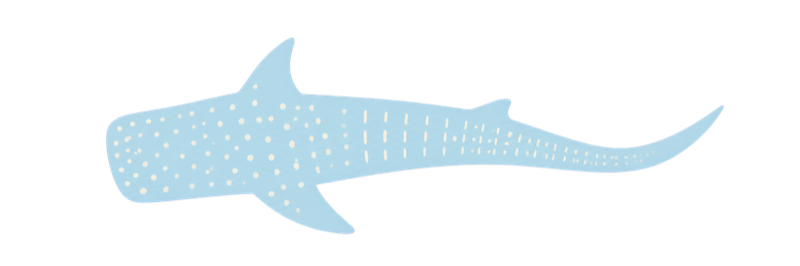 Whale shark illustration